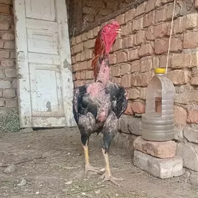 Taşkent baýes horaz