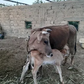Gölelı   sygyr