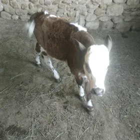 Sygyr