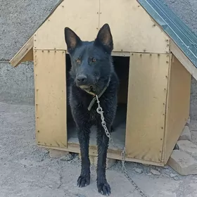 owçarka iti