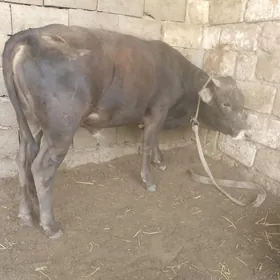 5 öküz