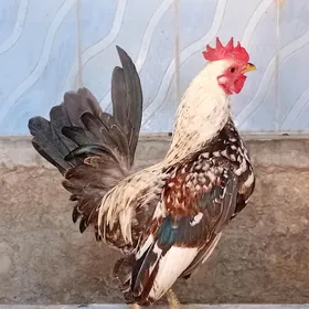 karlik serama para