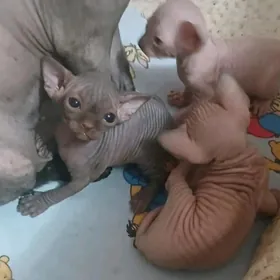 котята сфинкс pişik sfinks