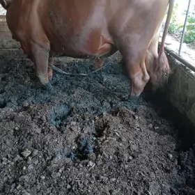 окуз