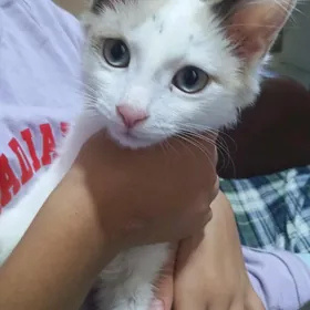 отдам котенка