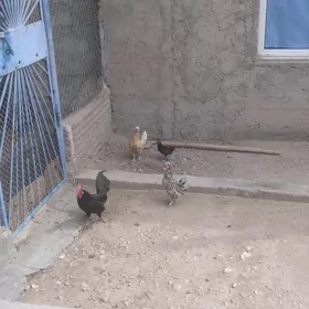 karlik towuk