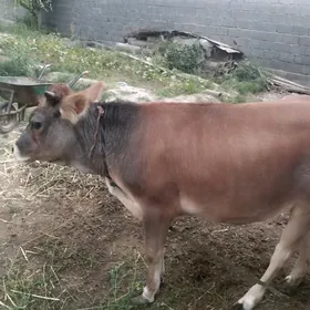 Tüwe