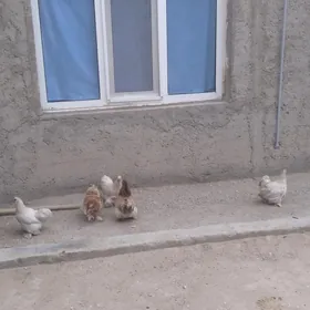 karlik balakly towuk