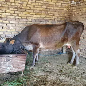 Goleli sygyr