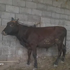 öküz