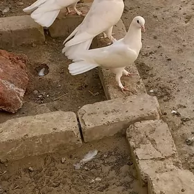 kepderi