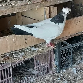 kepderi