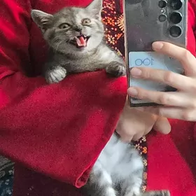 шотланской вислоухой котёнок