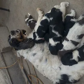 spaniel