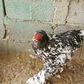 Brama