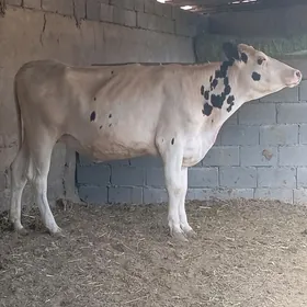 Kanatka bogaz Tuwe