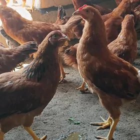 Ŷaş horazlar