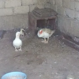 Ýaşylbaş