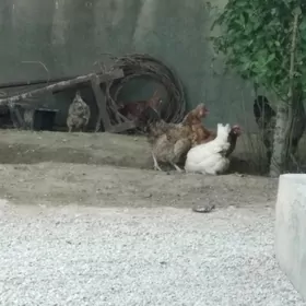 товык