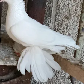 Kepderi