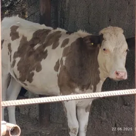 Bogaz Simental Tüwe