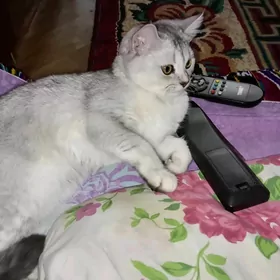 кошка