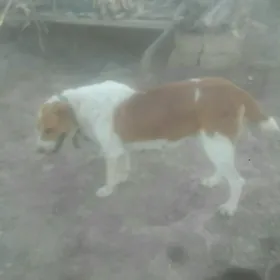 it