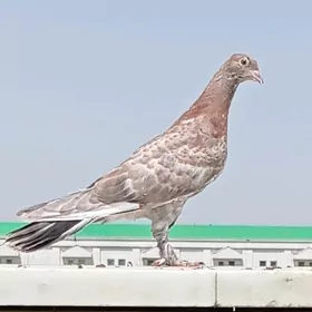 Кеплер