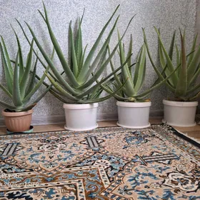 Aloe/Алоэ