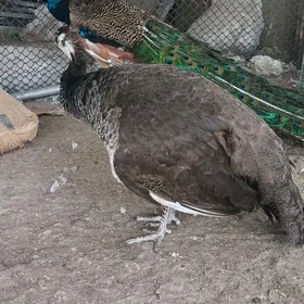 TAWUS GUŞ