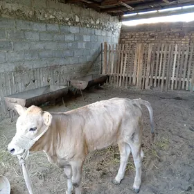 Sygyr tanaly