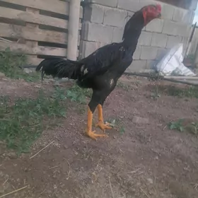 Taşkent