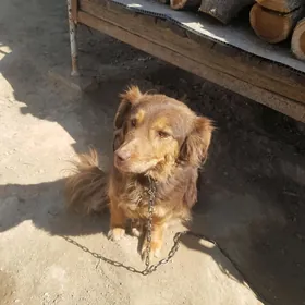 it собака güjik 