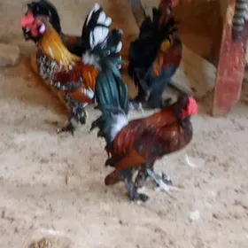 karlık horoz 