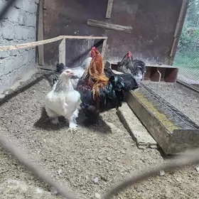 brama sakalat