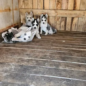 хаски