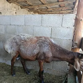 Gyssar goç