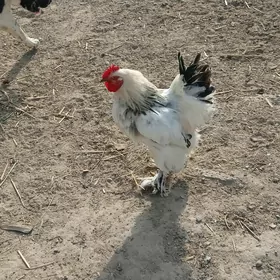 хораз