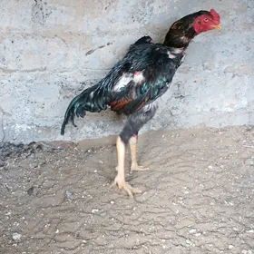 Taşkent Horozlar