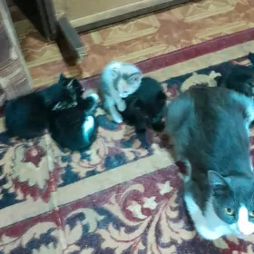котята