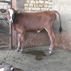 öküz