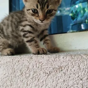 котенок