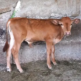 okuzce