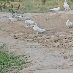 kepderı