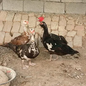 ORDEK INDAUTKA