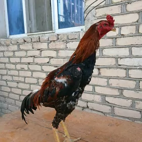 Horaz