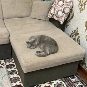 pişik