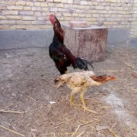 horaz wetnam