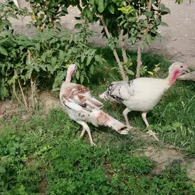 Makiyan uly induklar