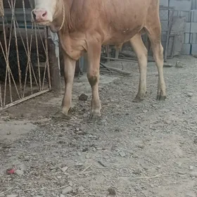 öküz